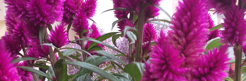 Flowers in Worcester Hair Salon